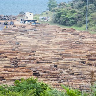 l’agricuture au Gabon : Focus sur le marché du bois par monaco resources Group